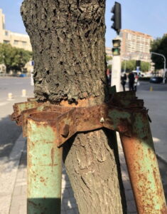 Tree hose clamp