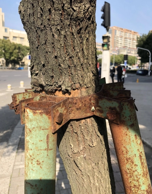 Can steel hose gear clamps be used on trees​？