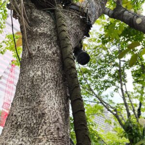 Tree trunk damage caused by hose clamps